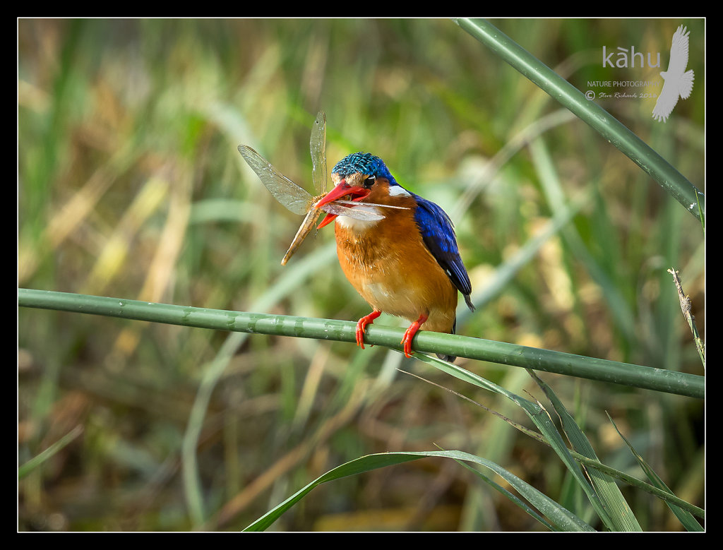 Malachite-Kingfisher.jpg