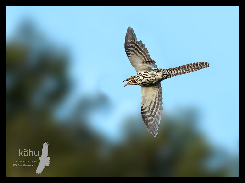 Long Tailed Cuckoo in flight